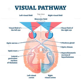 Visual pathway medical vector illustration diagram
