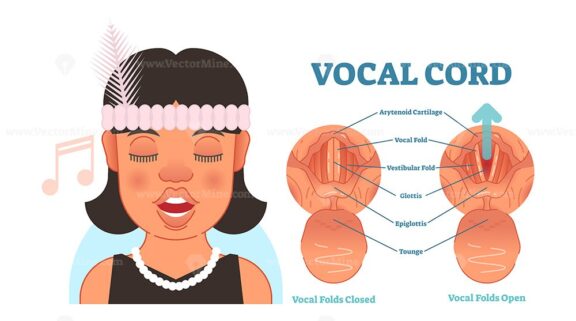 Vocal cord anatomy vector illustration diagram
