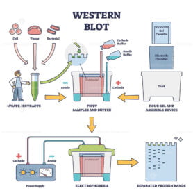 Western blot laboratory method for detecting specific proteins vector diagram