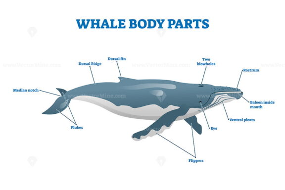 FREE Whale body parts vector illustration