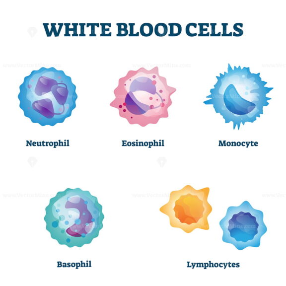 White blood cell types labeled examples educational vector illustration