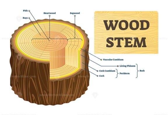 Wood stem vector illustration