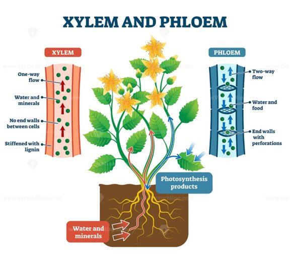 Xylem and phloem vector illustration