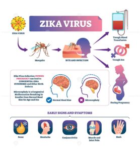 Zika virus vector illustration