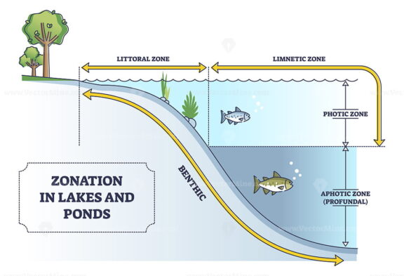 Zonation in lakes and ponds as educational freshwater levels outline diagram