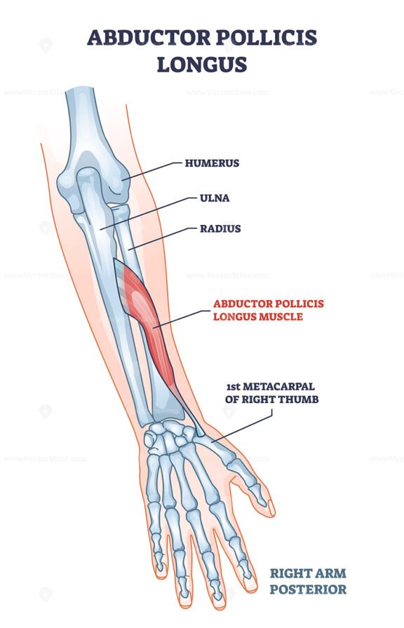Abductor pollicis longus muscle with hand and arm skeleton outline diagram