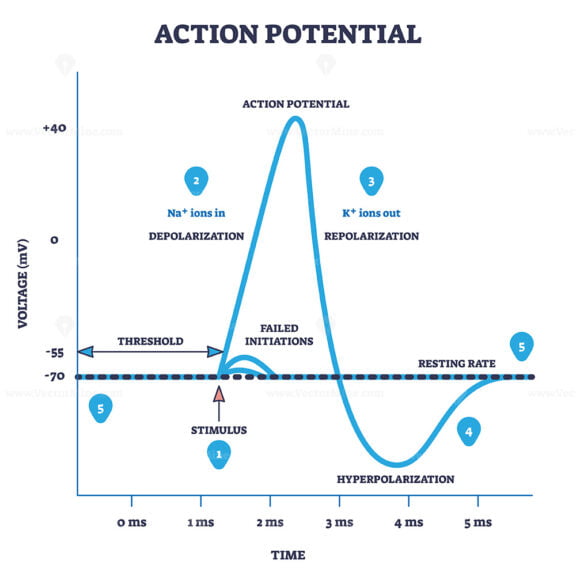 Action potential and neuron membrane spike after stimulus outline diagram