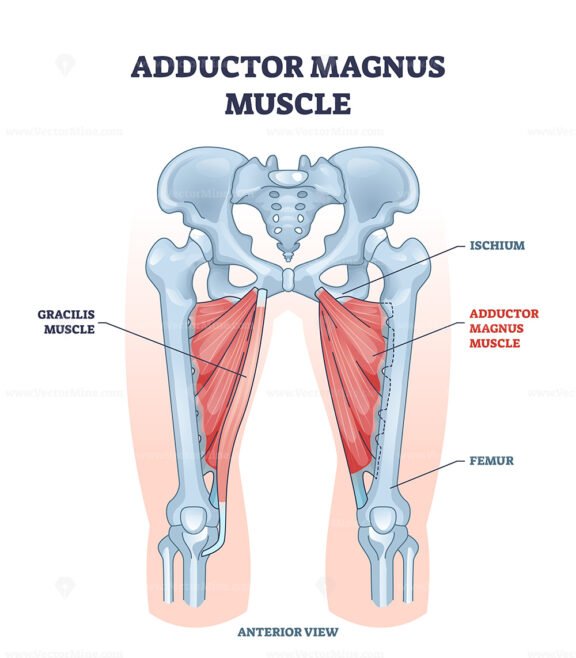Adductor magnus muscle with ischium and femur skeleton outline diagram