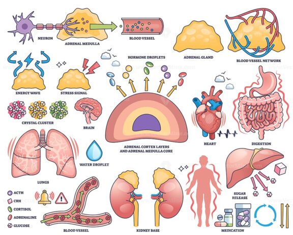 Adrenal gland function is shown with hormone secretion, adrenal glands, and brain in a clear outline style. Outline style collection