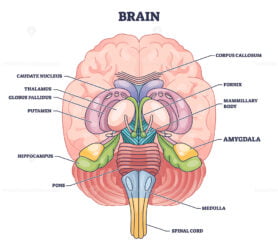 Amygdala brain part location with medical human head anatomy outline diagram