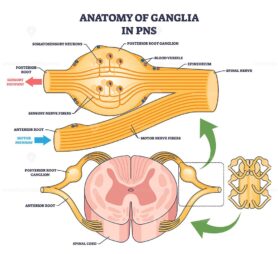 Anatomy of Ganglia in PNS shows ganglia, nerve fibers, and spinal cord, highlighting sensory and motor pathways. Outline diagram