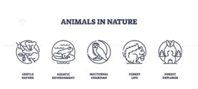 Animals in nature depicted as outline icons, includes koala, frog, owl. Outline icons set.