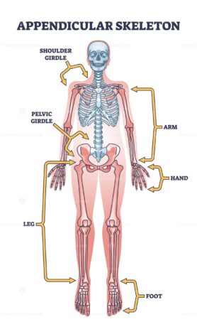 Appendicular skeleton with human body skeletal system parts outline diagram