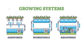 Aquaponics, hydroponics and aeroponics as growing systems outline diagram