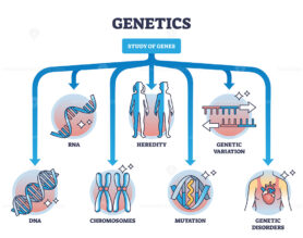 Areas of study within genetics and gene learning fields outline diagram