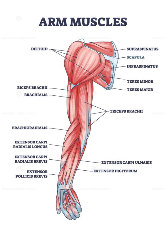 Arm muscles medical description with labeled latin titles outline diagram