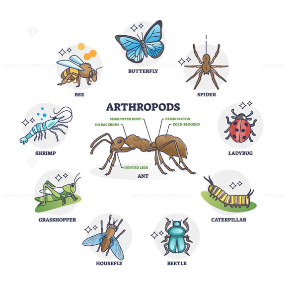 Arthropods animal group collection and segmented body anatomy outline diagram