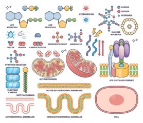 ATP production visualizes mitochondria, ATP synthase, and molecular structures essential for cellular energy in an outline style collection. Outline style collection