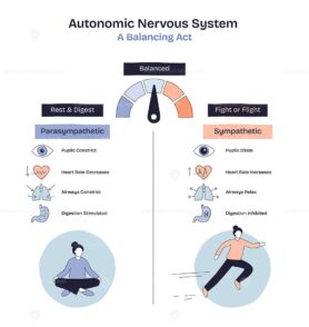 Autonomic nervous system balance is shown with a gauge, calm and active figures, and organ icons to illustrate rest vs. stress. Doodle style diagram
