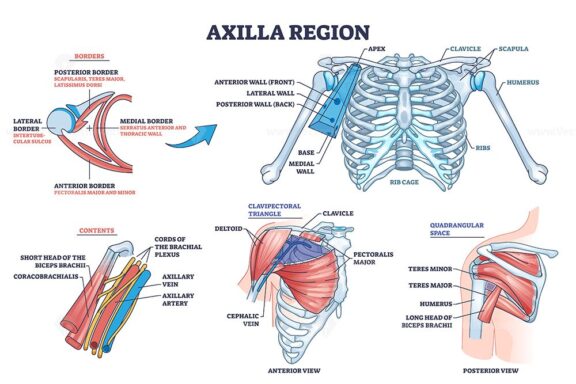 Axilla region anatomy with skeletal and muscular structure outline diagram