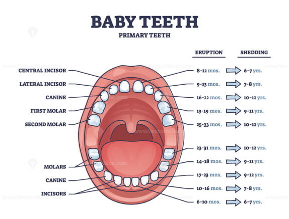 Baby teeth with primary tooth eruption and shedding time outline diagram
