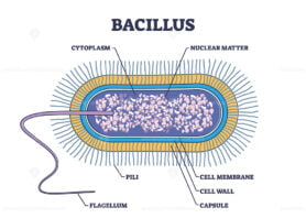 Bacillus anatomy with microscopic microbe medical structure outline diagram