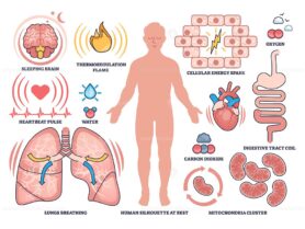 Basal metabolic rate illustrated with human silhouette, organs, and energy symbols showing body processes at rest. Outline style collection