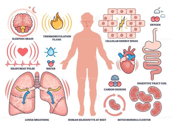 Basal metabolic rate illustrated with human silhouette, organs, and energy symbols showing body processes at rest. Outline style collection