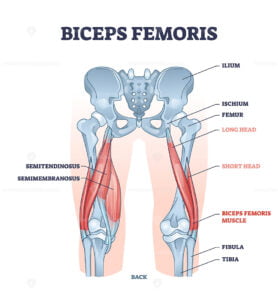 Biceps femoris muscle with human leg and thigh structure outline diagram
