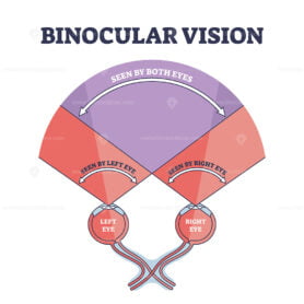 Binocular vision explanation with right and left eye sight outline diagram