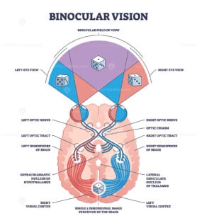 Binocular vision type with anatomical visual cortex pathway outline diagram