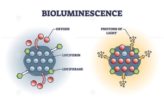 Bioluminescence chemical explanation with light emission outline diagram