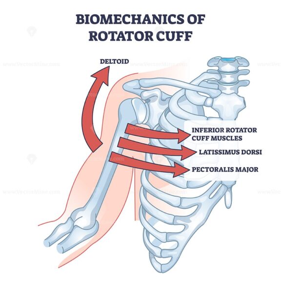 Biomechanics of rotator cuff and anatomical skeleton movement outline diagram