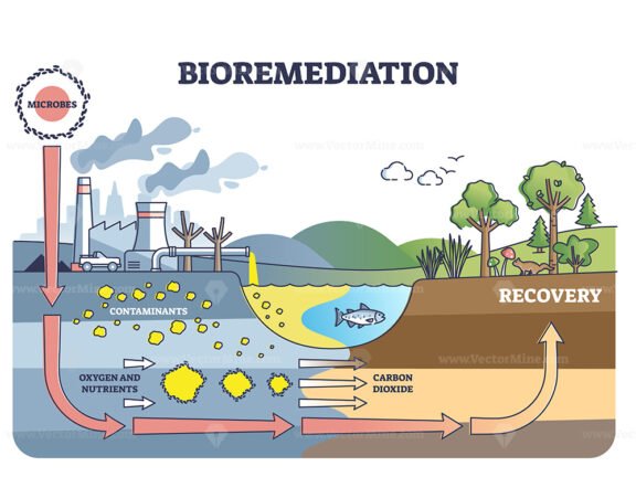 Bioremediation and contaminated soil or water recovery outline diagram