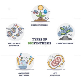 Biosynthesis types with enzyme catalyzed biochemical process outline diagram