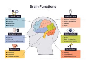 Brain functions are illustrated with labeled brain regions, highlighting lobes, stem, and cerebellum in a simple, clear layout. Doodle style diagram
