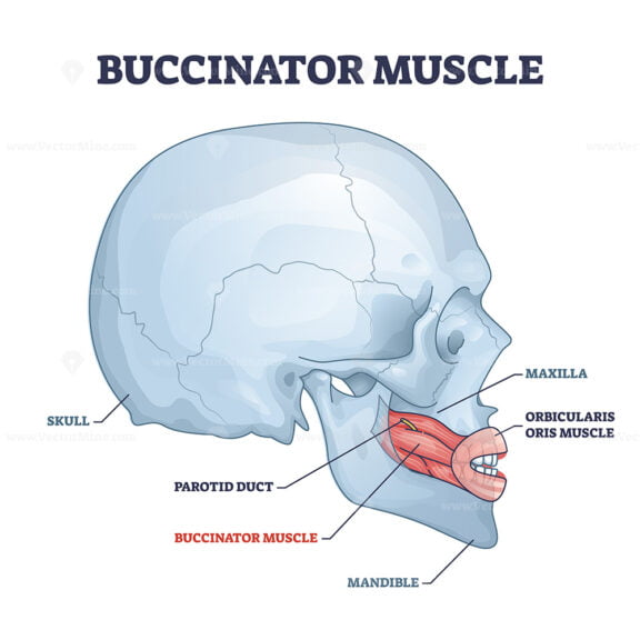 Buccinator muscle with human major facial and chin bones outline diagram