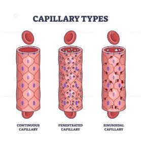 Capillary types with continuous, fenestrated and sinusoidal outline diagram