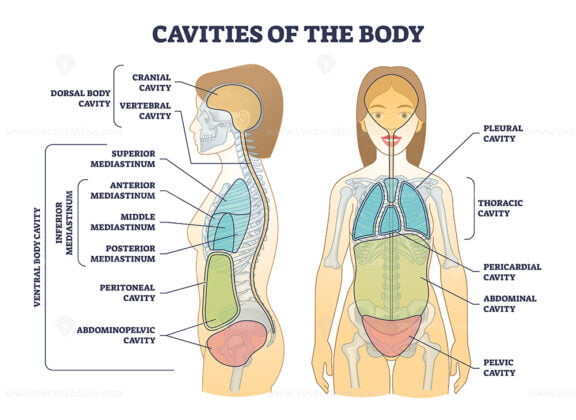 Cavities of body and anatomical compartment medical division outline diagram