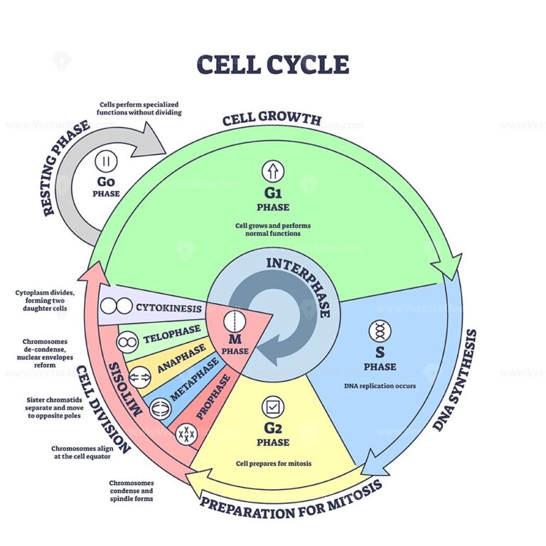 Cell cycle, growth, mitosis, synthesis and division stages outline diagram