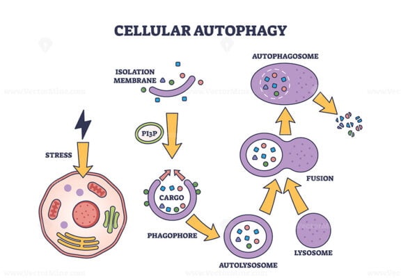 Cellular autophagy process stages for body recycling system outline diagram