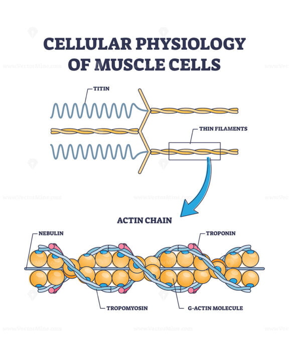 Cellular physiology of muscle cells with closeup structure outline diagram