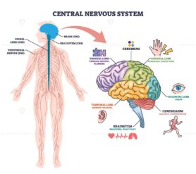 Central nervous system overview showing human outline, brain, and spinal cord with labeled brain regions. Outline diagram
