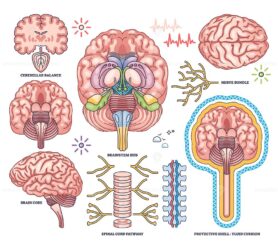 Central nervous system worksheet shows brain, spinal cord, and nerve bundle in detailed outline style. Outline style collection