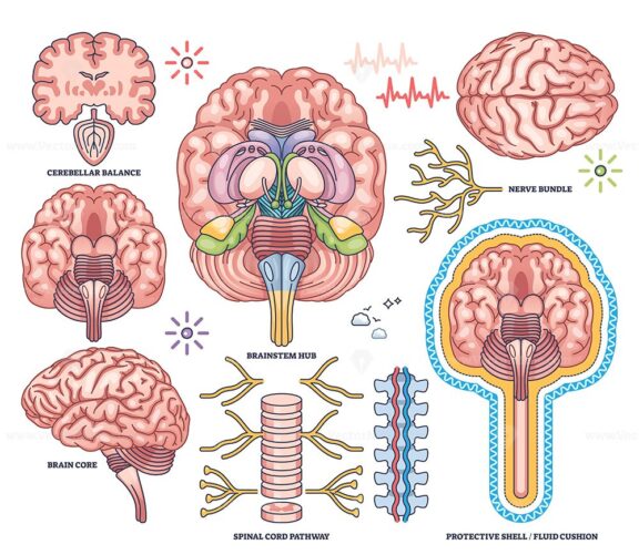 Central nervous system worksheet shows brain, spinal cord, and nerve bundle in detailed outline style. Outline style collection