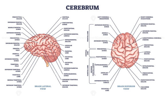 Cerebrum structure and human brain sections and parts anatomy outline diagram