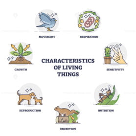 Characteristics of living things and their recognition groups outline diagram