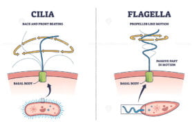 Cilia and flagella biological structure difference comparison outline diagram