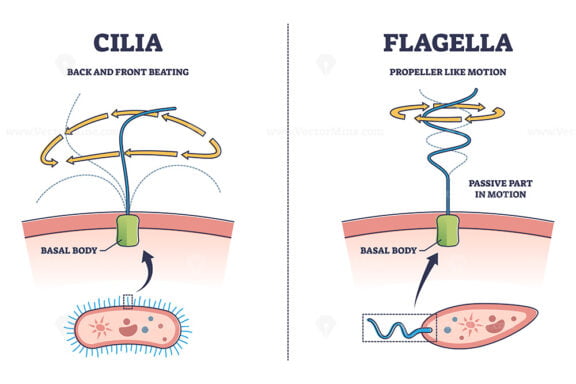 Cilia and flagella biological structure difference comparison outline diagram