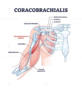 Coracobrachialis muscle with anatomical and medical structure outline diagram